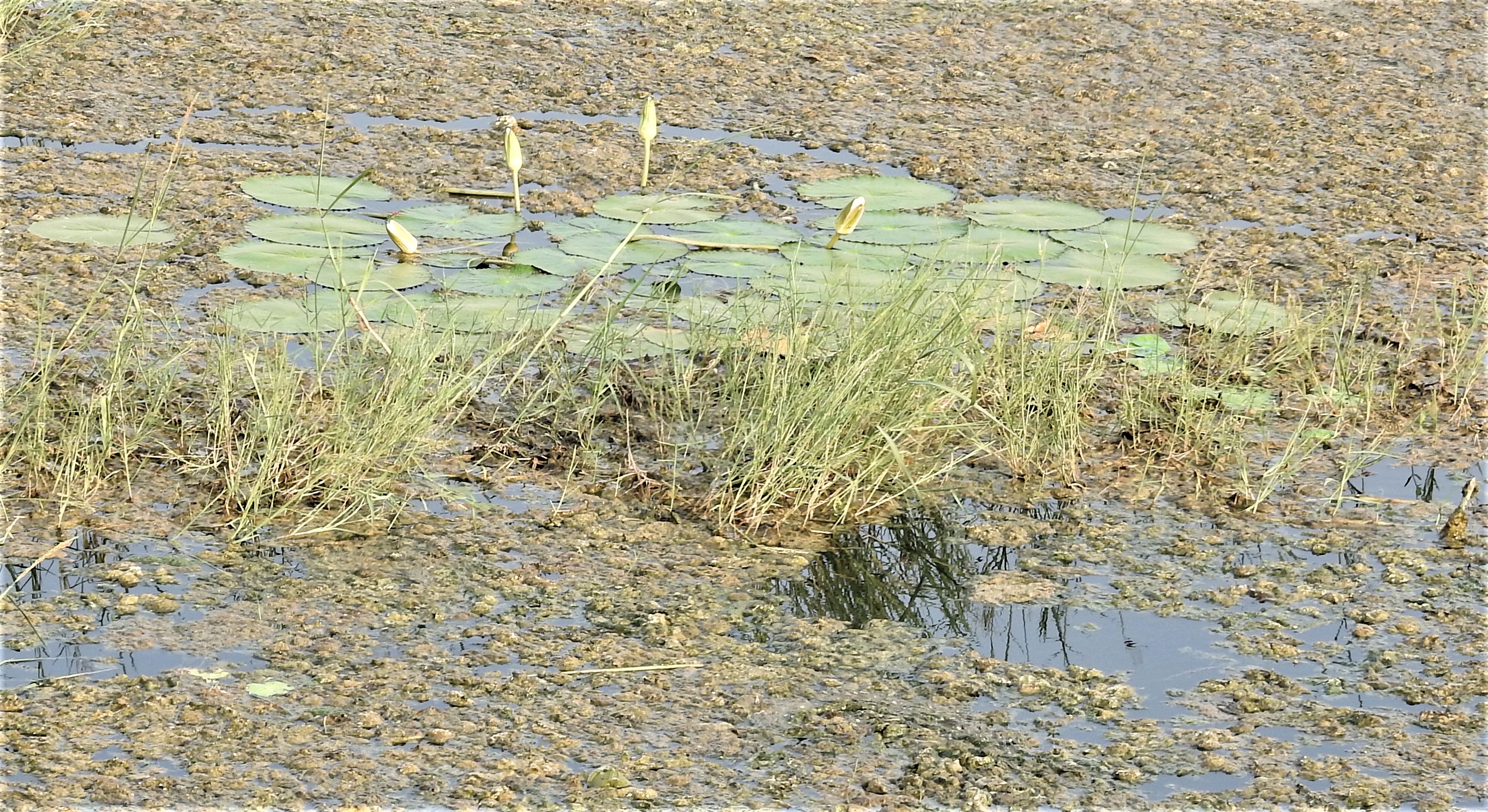 Rooted Hydrophyte_Nymphaea